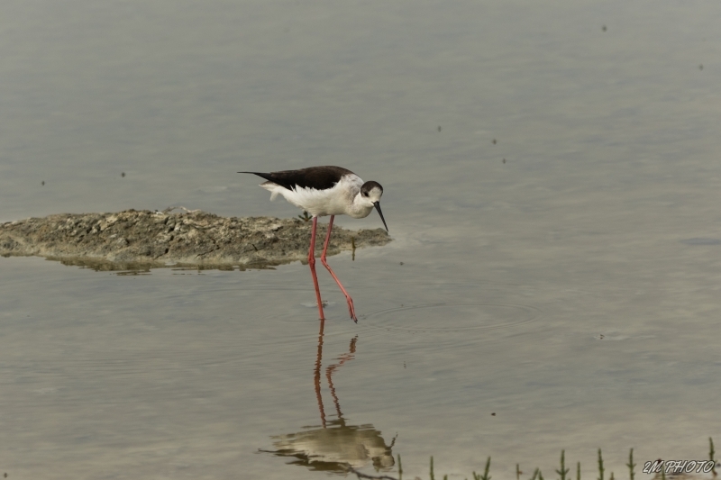 Photo Oiseaux Echasse Blanche (Himantopus himantopus)