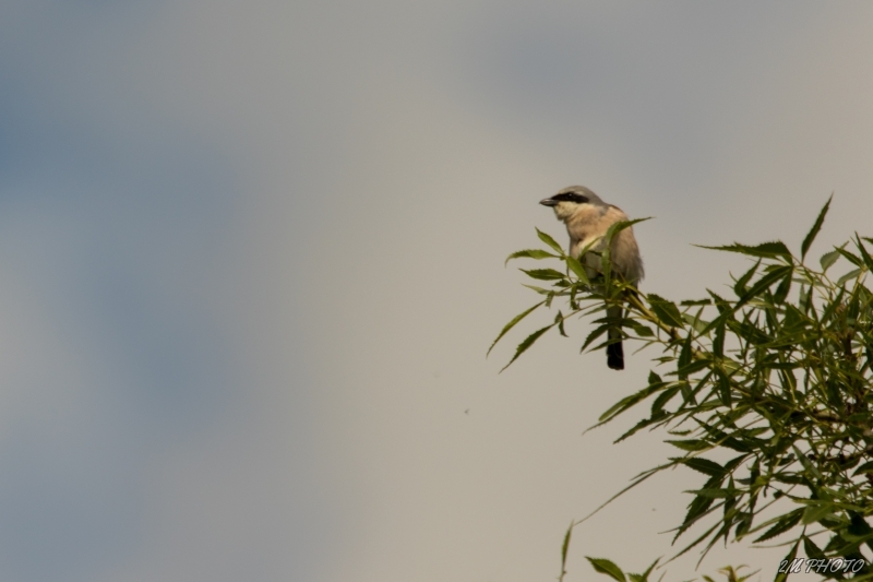 Photo Oiseaux pie grièche écorcheur