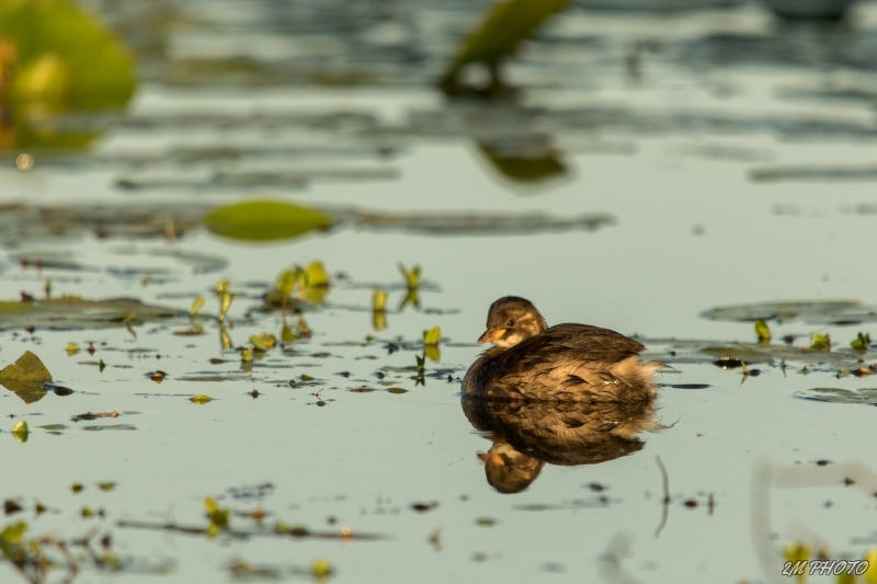 Photo Oiseaux Grèbe castagneux