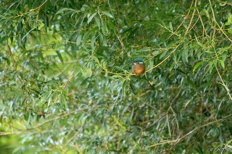 Photo Oiseaux Martin pêcheur d'Europe (Alcedo atthis)