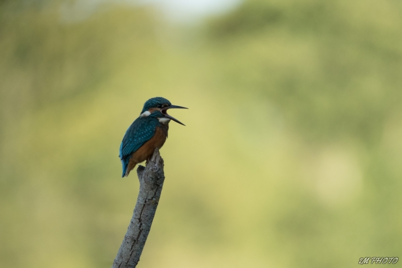 Photo Oiseaux Martin pêcheur d'Europe (Alcedo atthis)