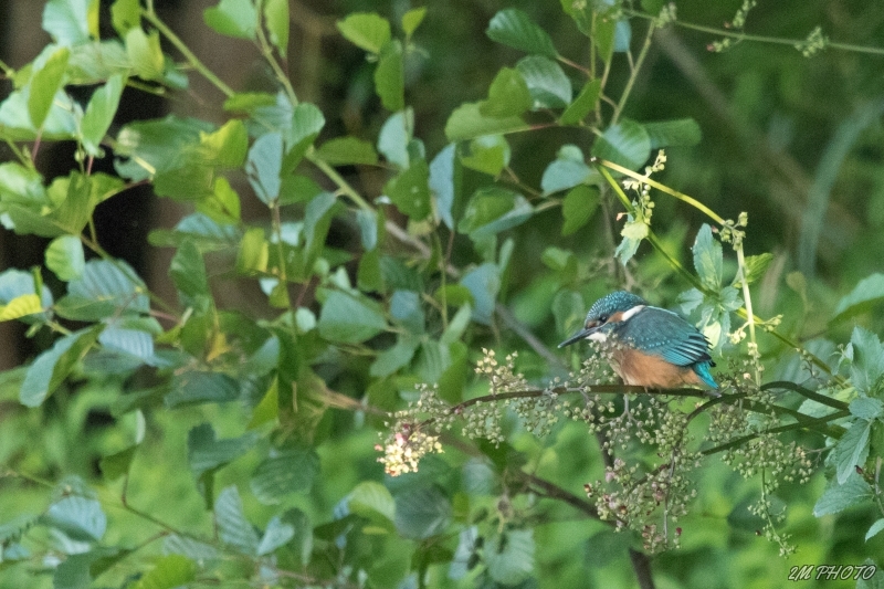 Photo Oiseaux Martin pêcheur d'Europe (Alcedo atthis)