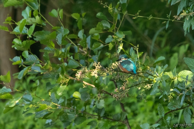 Photo Oiseaux Martin pêcheur d'Europe (Alcedo atthis)