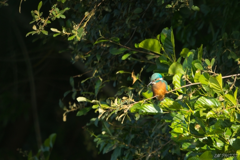 Photo Oiseaux Martin pêcheur d'Europe (Alcedo atthis)