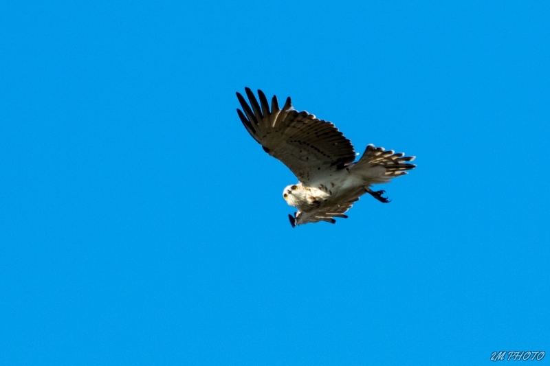 Photo Oiseaux Circaète Jean-le-Blanc (Circaetus gallicus)