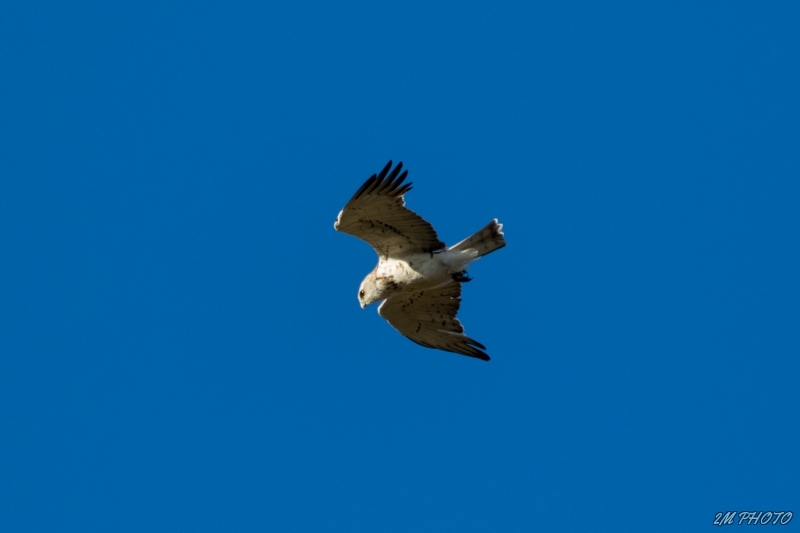 Photo Oiseaux Circaète Jean-le-Blanc (Circaetus gallicus)