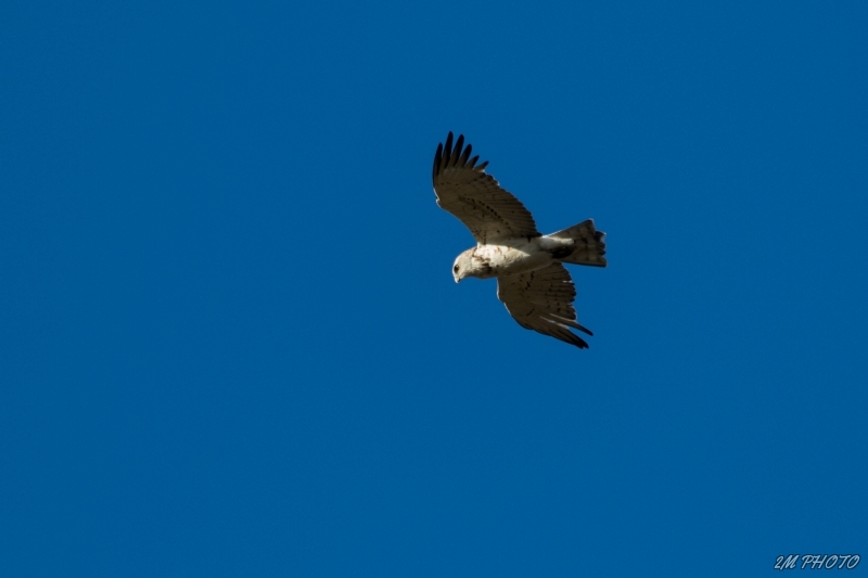 Photo Oiseaux Circaète Jean-le-Blanc (Circaetus gallicus)