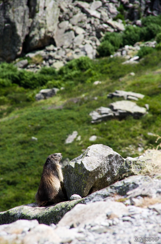 Photo Mammifères