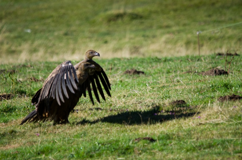 Photo Oiseaux