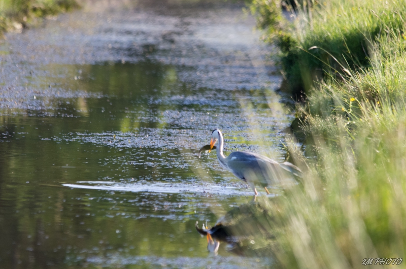 Photo Oiseaux