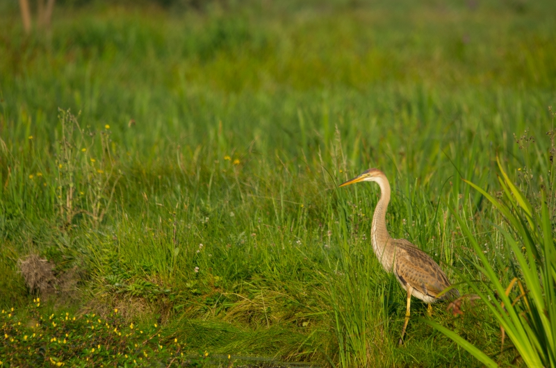 Photo Oiseaux