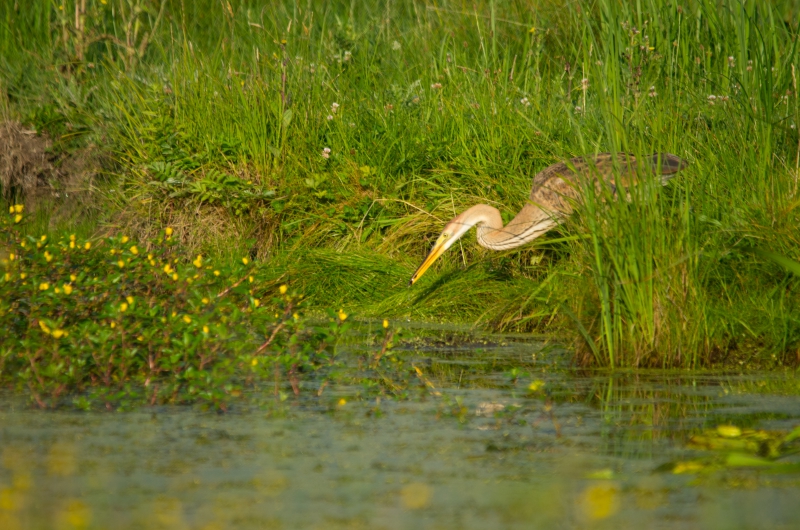 Photo Oiseaux