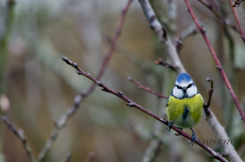 Photo Oiseaux