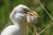 Oiseaux garde boeuf  ( en plein repas... )