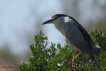 Oiseaux Bihoreau gris (Nycticorax nycticorax)