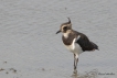 Oiseaux Vanneau Huppé (Vanellus vanellus)