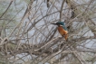 Oiseaux Martin pêcheur d\'Europe (Alcedo atthis)