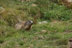 Mammifères Marmotte (Marmota marmota)