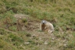 Mammifères Marmotte (Marmota marmota)