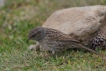 Oiseaux Accenteur mouchet (Prunella modularis)