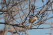 Oiseaux remiz penduline