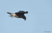 Oiseaux Buse variable (Buteo Buteo)