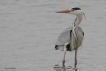 Oiseaux Héron cendré (Ardea cinerea)