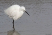 Oiseaux Aigrette garzette (Egretta garzetta)