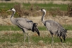 Oiseaux grues cendres