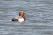 Oiseaux Nette rousse