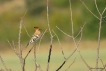 Oiseaux Huppe fasciée