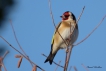 Oiseaux Chardonneret élégant