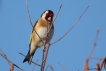 Oiseaux Chardonneret élégant.