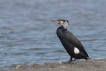 Oiseaux Grand cormoran (Phalacrocorax carbo)