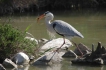 Oiseaux heron cendrè ( à la pêche )