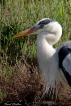 Oiseaux Héron cendré (Ardea cinerea)