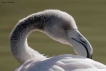 Oiseaux flamant rose juvénile