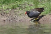 Oiseaux Gallinule poule d\'eau