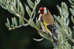 Oiseaux Chardonneret élégant