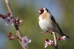 Oiseaux Chardonneret élégant (Carduelis carduelis)