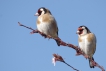 Oiseaux Chardonneret élégant