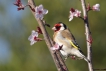 Oiseaux Chardonneret élégant