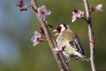 Oiseaux Chardonneret élégant