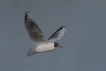 Oiseaux Mouette rieuse