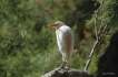 Oiseaux Héron garde-boeufs (Ardeola ibis)