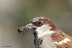 Oiseaux Moineau domestique (Passer domesticus) mâle