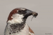 Oiseaux Moineau domestique (Passer domesticus) mâle