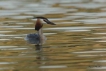 Oiseaux Grèbe huppé (Podiceps cristatus)