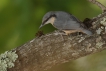 Oiseaux Sittelle torchepot (Sitta europaea)