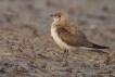 Oiseaux glaréole à collier